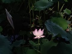 -四川大学(华西校区)