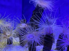 -上海海洋水族馆
