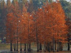 -白鹭湾湿地公园