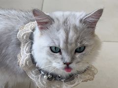 -怪兽屋·羊驼·猫咖·狗咖(俊华广场店)