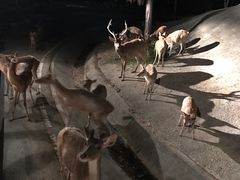 -清迈夜间动物园