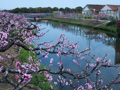 -南汇桃花村