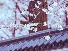 -东湖磨山景区