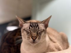 -安格丽娜·狗咖·猫咖羊驼咖(春熙路百盛商场店)