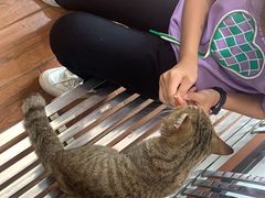 -瑞派动物医院·绝育·犬猫全科·预防医学(光景江南中店)