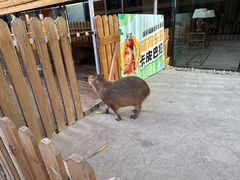 -廊坊固安福朋喜来登酒店
