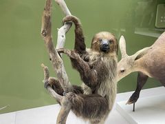 -国家自然博物馆