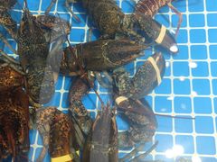 -渔港甄宴·海鲜·地标烟台菜(金沙滩店)