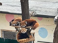 -大连森林动物园