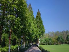 -合肥滨湖国家森林公园