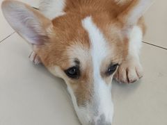 -怪兽屋·羊驼·猫咖·狗咖(俊华广场店)