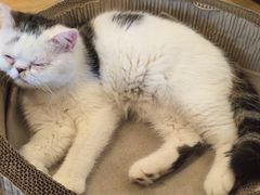 -Cappucimeow猫咪咖啡馆(韦伯时代店)