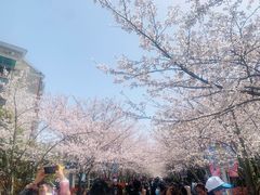 -高东镇樱花园