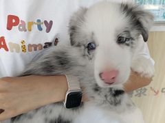 -瑞派宠物医院·犬猫全科·猫友好(宾水西道店)