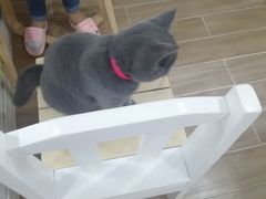 -李小姐の猫咖啡馆(五角场店)