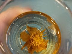金莲花茶-一盏明灯全素斋(殊像寺店)
