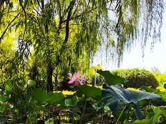 -郑州植物园