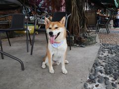 -柴犬高等学院·狗咖·柴犬售卖·宠物训练