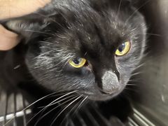 -A猫a狗全科·犬猫异宠·芥西宠物医院(南开总院)