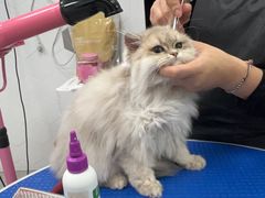 -瑞鹏宠物医院犬猫全科(真大分院)