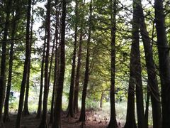 -溱湖国家湿地公园