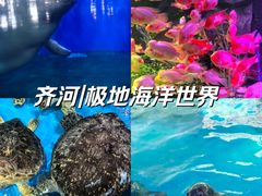 -泉城欧乐堡海洋极地世界
