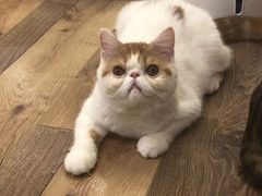 -袖虎·猫馆(体育西路店)