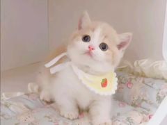 -Bastet sally猫舍购宠(静安店)