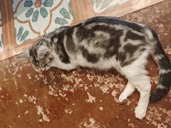 -猫猫幼稚园·撸猫·桌游·电玩
