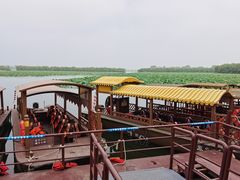 -微山湖红荷湿地景区