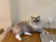 -滚猫咖啡·猫咖·猫友好撸猫(未来城店)