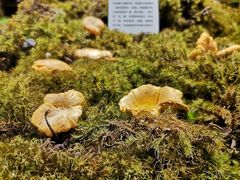 -蔼若春.传承三十年云南菜(金碧公园店)