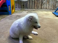 -芜湖新华联大白鲸海洋公园