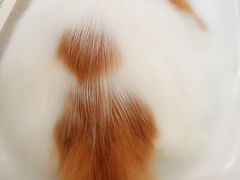 -momokira米努特·德文卷毛猫·棉花面纱犬