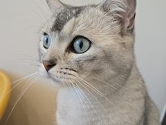 -有喵·猫咖·狗咖·30几只猫10只小狗(岗厦店)
