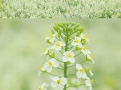 -中国天府农业博览园