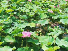 -羊亭河湿地公园