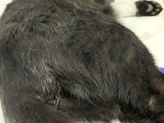 -达爱动物医院·犬猫分区·CT·复杂眼科(远洋山水分院)
