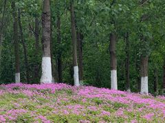 -白鹭湾湿地公园