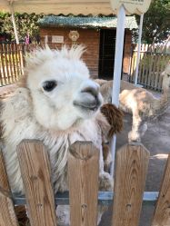 -萌宠亲子动物乐园(槐房万达店)