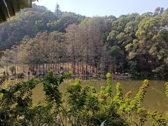 -深圳仙湖植物园