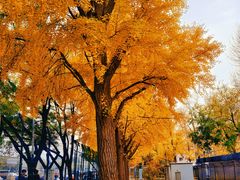 -三里屯东五街银杏大道