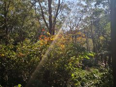-大岭沟猕猴桃谷风景区
