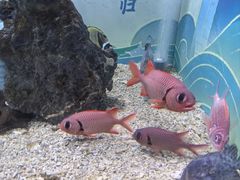 -烟台海昌鲸鲨海洋公园