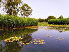 -大兴滨河森林公园