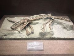 -自贡恐龙博物馆