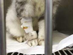 -中农大我爱我爱24h动物医院·中医针灸·猫专科·骨科医疗中心(双井店)