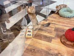 -袖虎·猫馆(体育西路店)