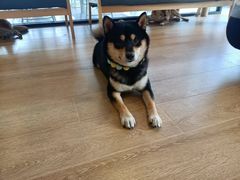 -南京Hallo宠物乐园·哈罗犬舍·柴犬繁育基地