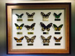 -上海昆虫博物馆